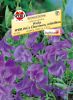 Lathyrus odoratus "SPERLING