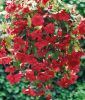 Begonia pendula Rosa
