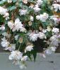 Begonia pendula Wei�