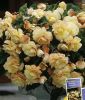 Begonia pendula "Champagne"