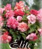 Begonia pendula Wave� "Pink Wave"
