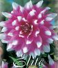 Riesenblumige Dahlie "Jean Marie"