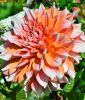 Riesenblumige Dahlie "Peaches and Cream"