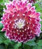 Riesenblumige Dahlie "Vancouver"