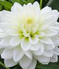 Schmuckdahlie "White Perfection"