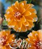 Japandahlie "Bahama Apricot"