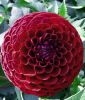 Ball-Dahlie "Ivanetti"
