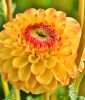 Ball-Dahlie "Sunny Boy"