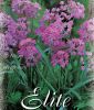Allium oreophilum (ostrowskianum)