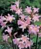 Amaryllis belladonna