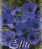 Anemone coronaria "De Caen Mr. Fokker"