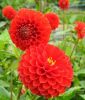 Pompon-Dahlie "Nescio"