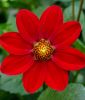 Mignon-Dahlie "Rotk�ppchen"
