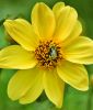 Mignon-Dahlie "Yellow Sneezy"