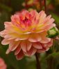 Border-Dahlie "Extase"