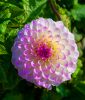 Border-Dahlie "Margreth Kleene"