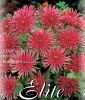 Border-Dahlie "Bon Esprit" ("Gute Laune")