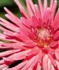 Border-Dahlie "Park Princess"