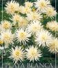 Border-Dahlie "Playa Blanca"