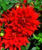 Border-Dahlie "Red Pigmy"