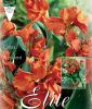 Canna indica "President" (scharlach)