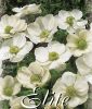 Anemone coronaria "De Caen The Bride"