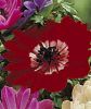 Anemone coronaria 