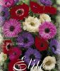 Anemone coronaria 