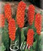 Arum italicum