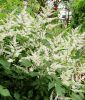 Astilbe arendsii 