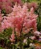 Astilbe arendsii 