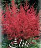 Astilbe arendsii 