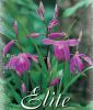 Bletilla striata (Chinesische Erdorchidee)