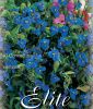 Commelina coelestis (Knollige Tagblume)