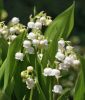 Convallaria majalis - Pflanzkeime (Maigl�ckchen)