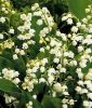 Convallaria majalis - Bl�hkeime (Maigl�ckchen)