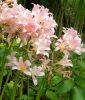 Crinum powellii (Afrikanische Hakenlilie)