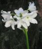 Crinum powellii "Album" (Afrikanische Hakenlilie)