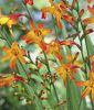 Crocosmia crocosmiiflora "Meteore" (Montbretie)