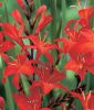 Crocosmia crocosmiiflora "Red King" (Montbretie)