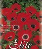Anemone coronaria "De Caen Hollandia"