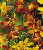 Crocosmia crocosmiiflora "Gro�blumige Prachtmischung" (Montbretie)