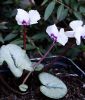 Cyclamen coum "Album" (Alpenveilchen)