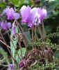 Cyclamen hederifolium (Neapolitanisches Alpenveilchen)