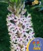 Eucomis autumnalis (Ananasblume)