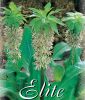 Eucomis bicolor (Ananasblume)