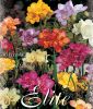 Freesia "Gef�lltbl�hende Mischung"