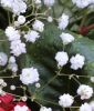 Gypsophila paniculata "Bristol Fairy" (Schleierkraut)