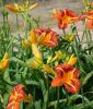 Hemerocallis "Autumn Red" (Taglilie)