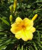 Hemerocallis "Stella d